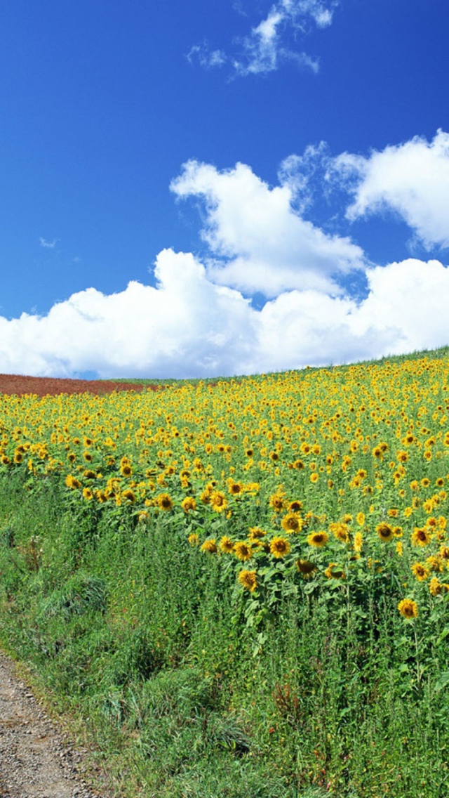 Das Field Of Sunflowers Wallpaper 640x1136