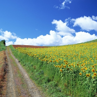 Field Of Sunflowers sfondi gratuiti per iPad Air