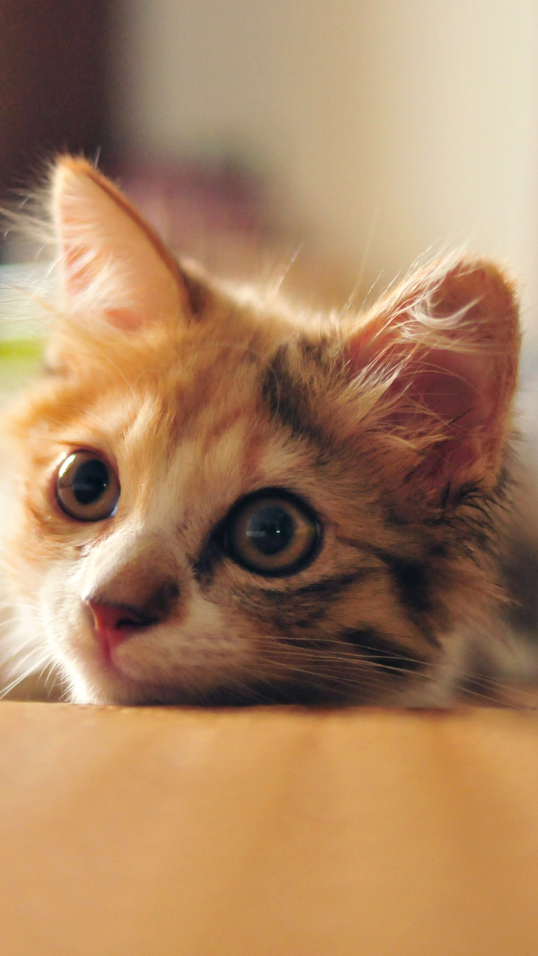 Fondo de pantalla Little Cute Red Kitten 1080x1920