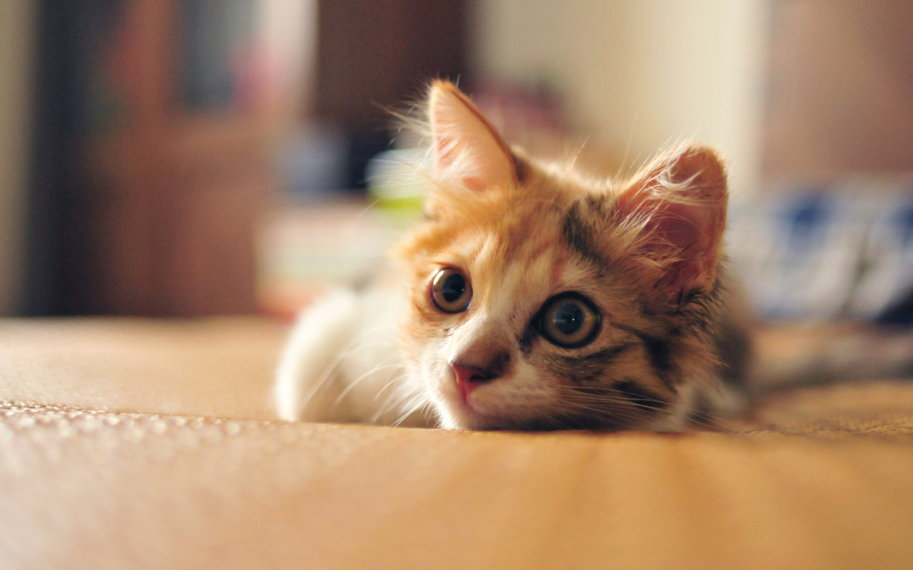 Das Little Cute Red Kitten Wallpaper 1280x800
