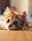 Fondo de pantalla Little Cute Red Kitten 128x160