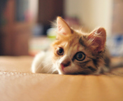 Little Cute Red Kitten screenshot #1 176x144