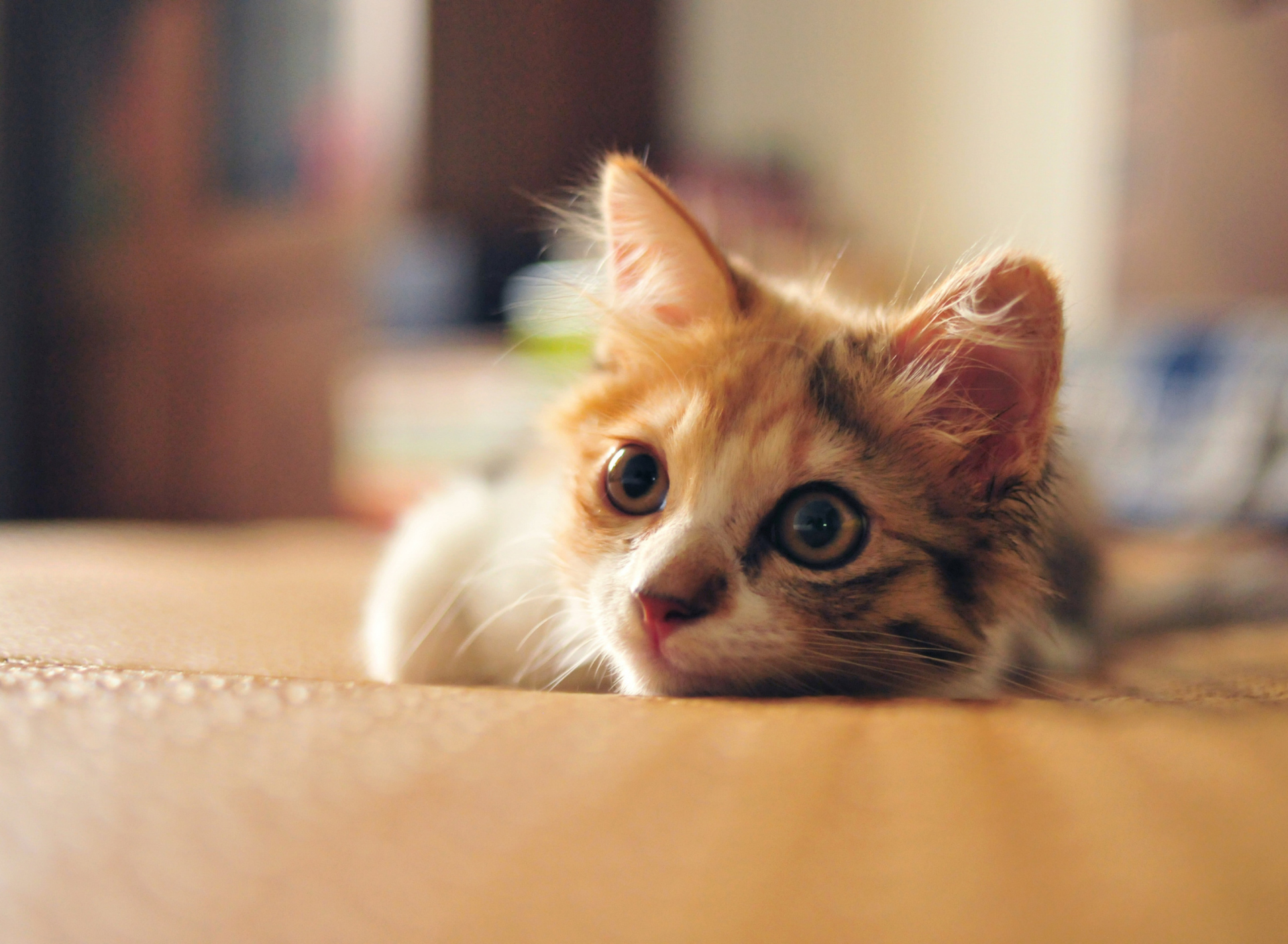 Little Cute Red Kitten wallpaper 1920x1408