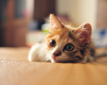 Little Cute Red Kitten wallpaper 220x176