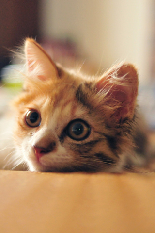 Little Cute Red Kitten screenshot #1 320x480
