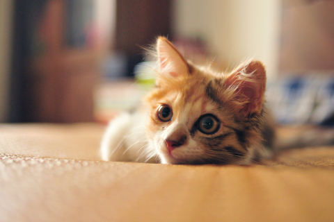 Little Cute Red Kitten screenshot #1 480x320