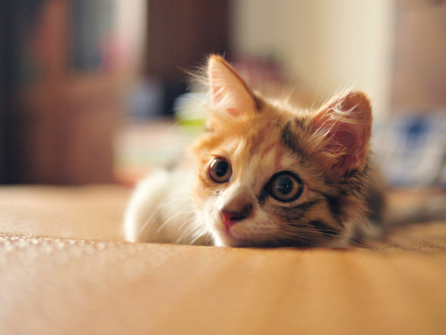 Little Cute Red Kitten wallpaper 640x480