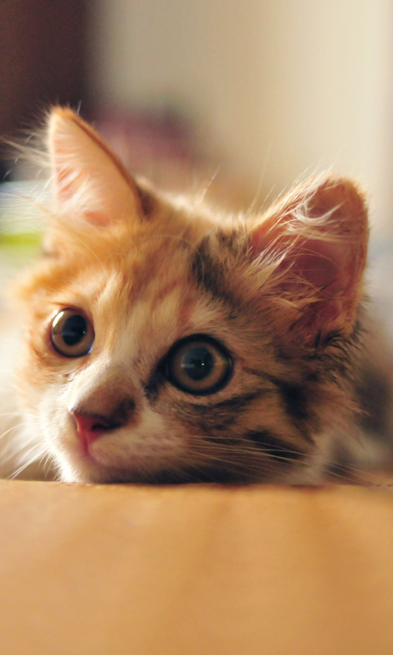 Little Cute Red Kitten wallpaper 768x1280