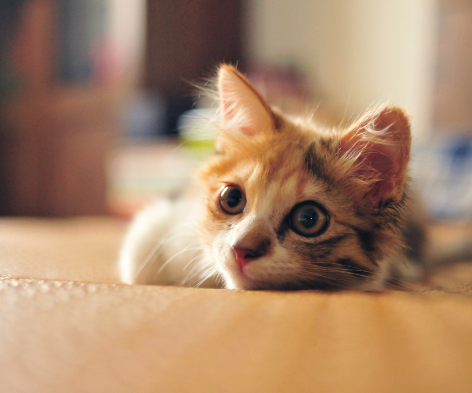 Fondo de pantalla Little Cute Red Kitten 960x800