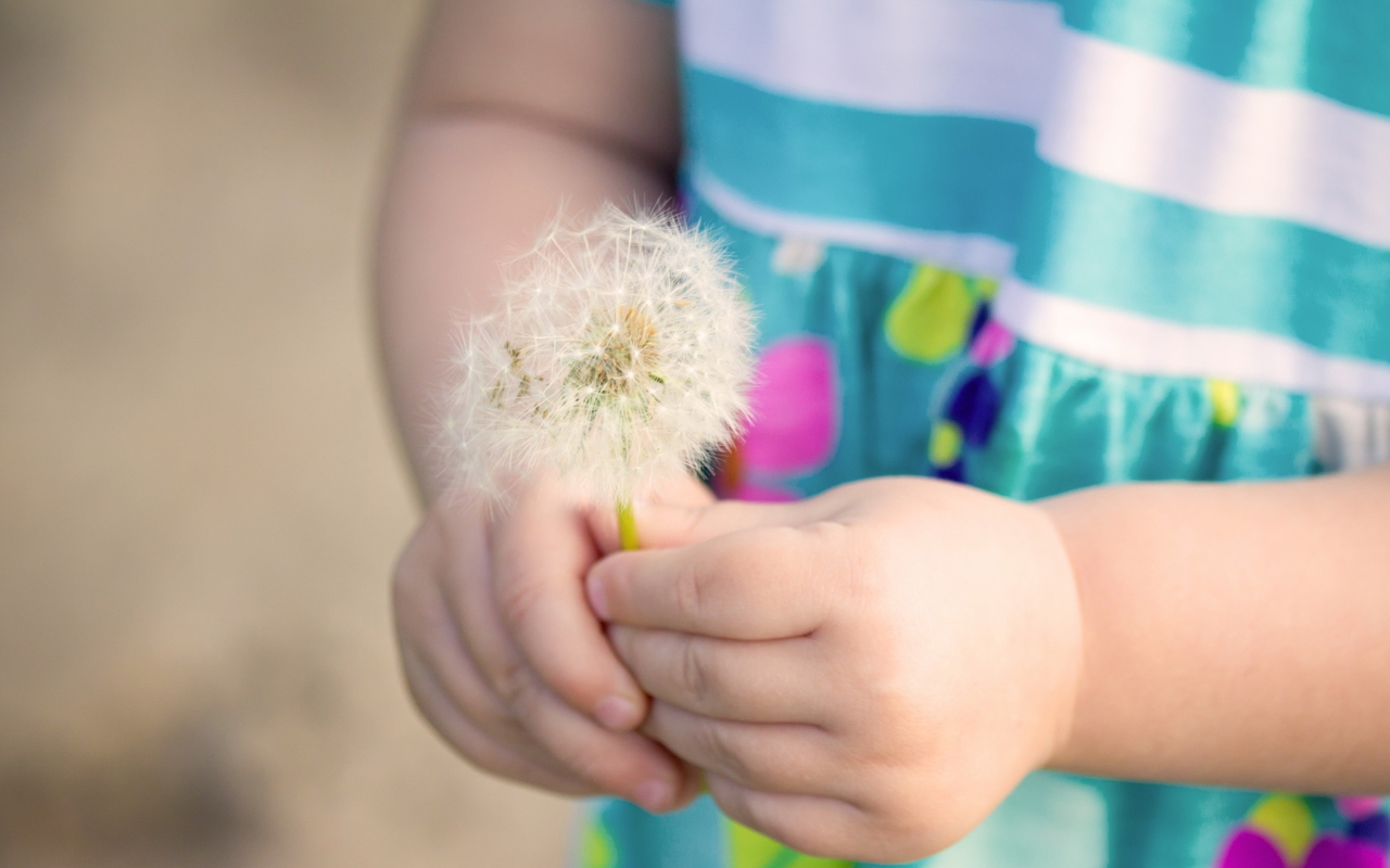 Fondo de pantalla Little Girl's Hands Holding Dandelion 1280x800