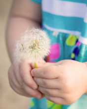 Little Girl's Hands Holding Dandelion screenshot #1 176x220