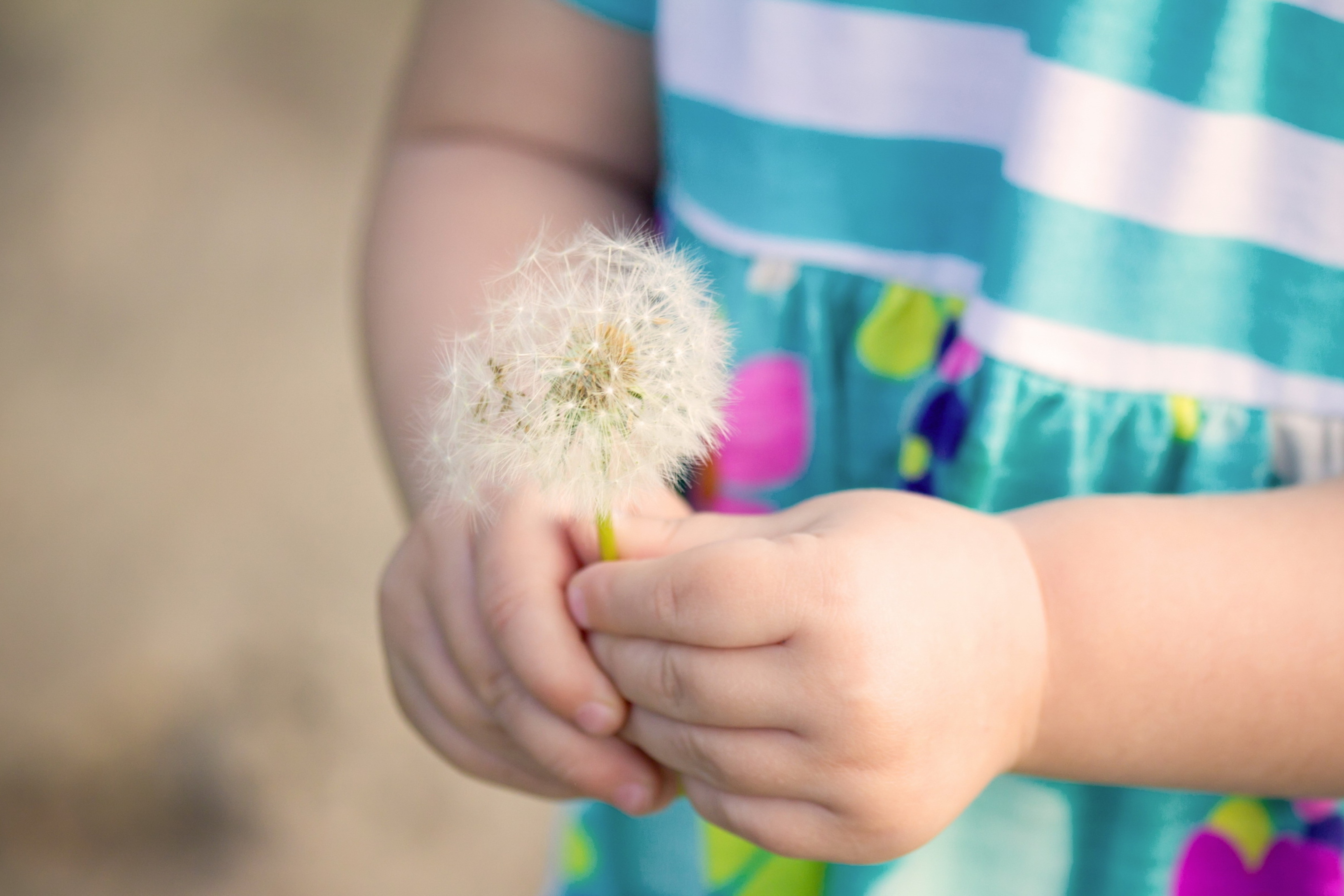 Little Girl's Hands Holding Dandelion wallpaper 2880x1920