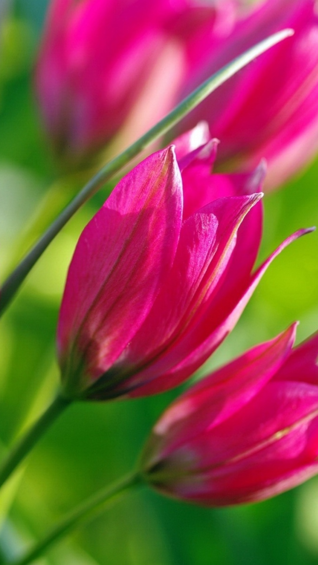 Pink Tulips wallpaper 1080x1920