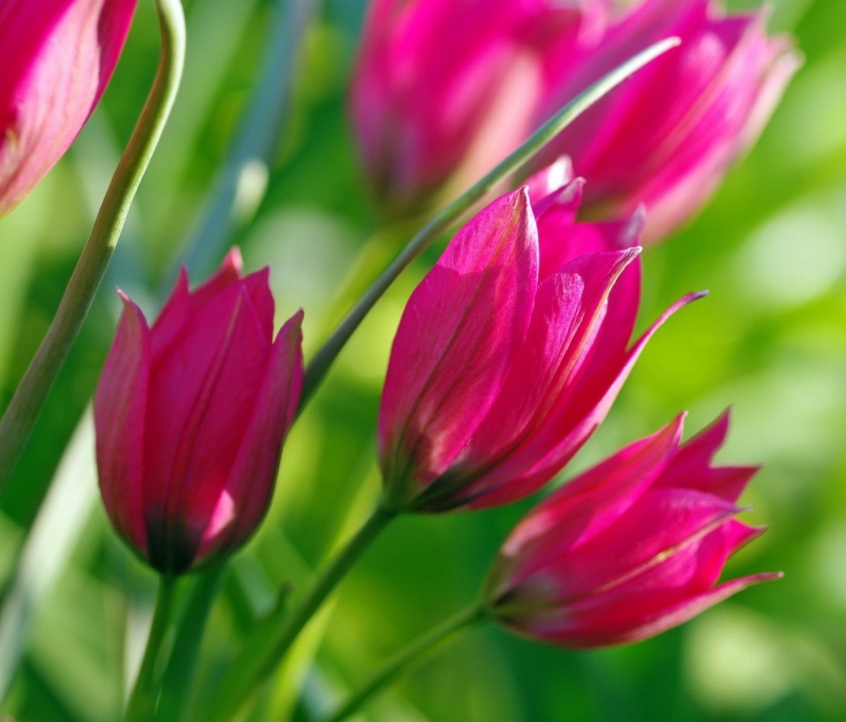 Sfondi Pink Tulips 1200x1024