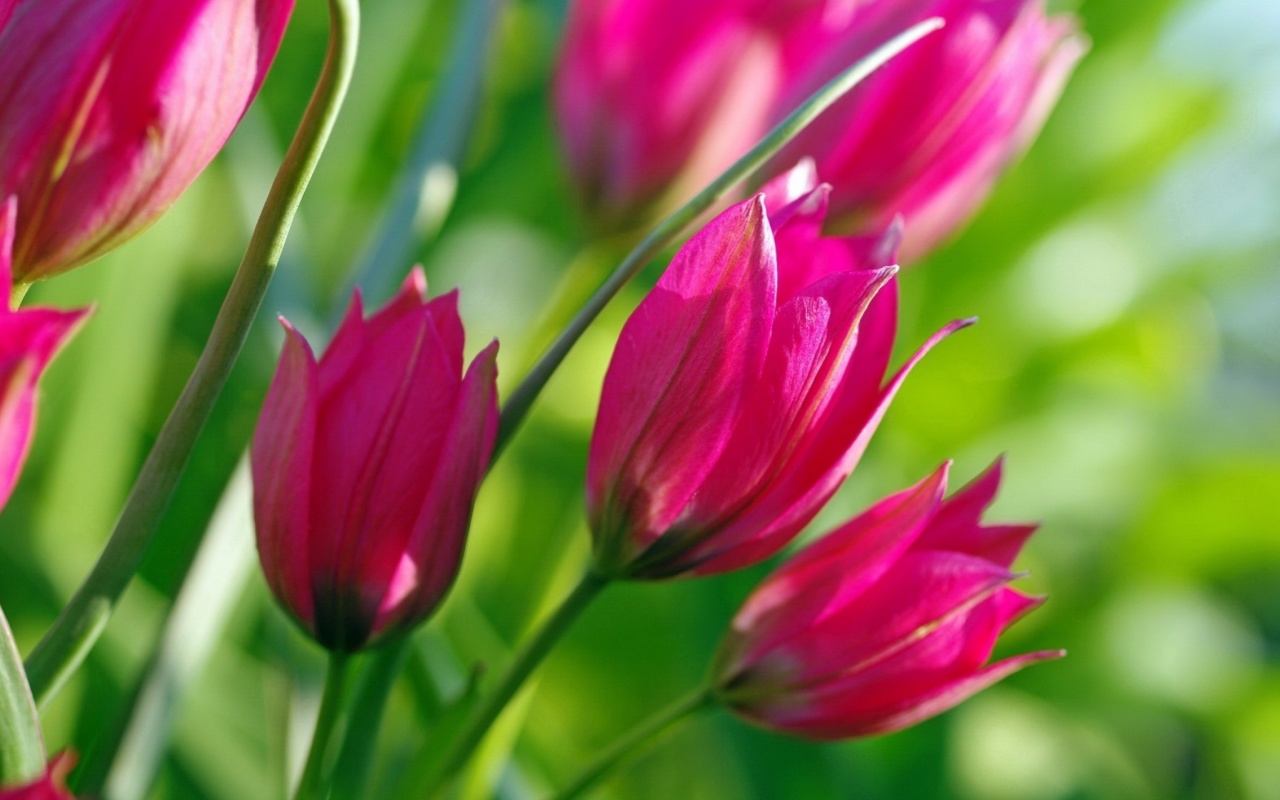 Pink Tulips wallpaper 1280x800