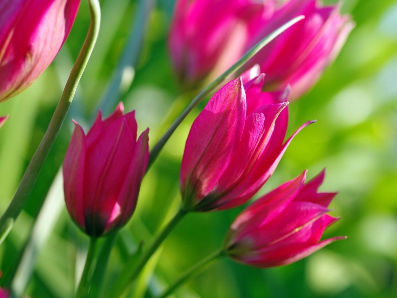 Обои Pink Tulips 1280x960