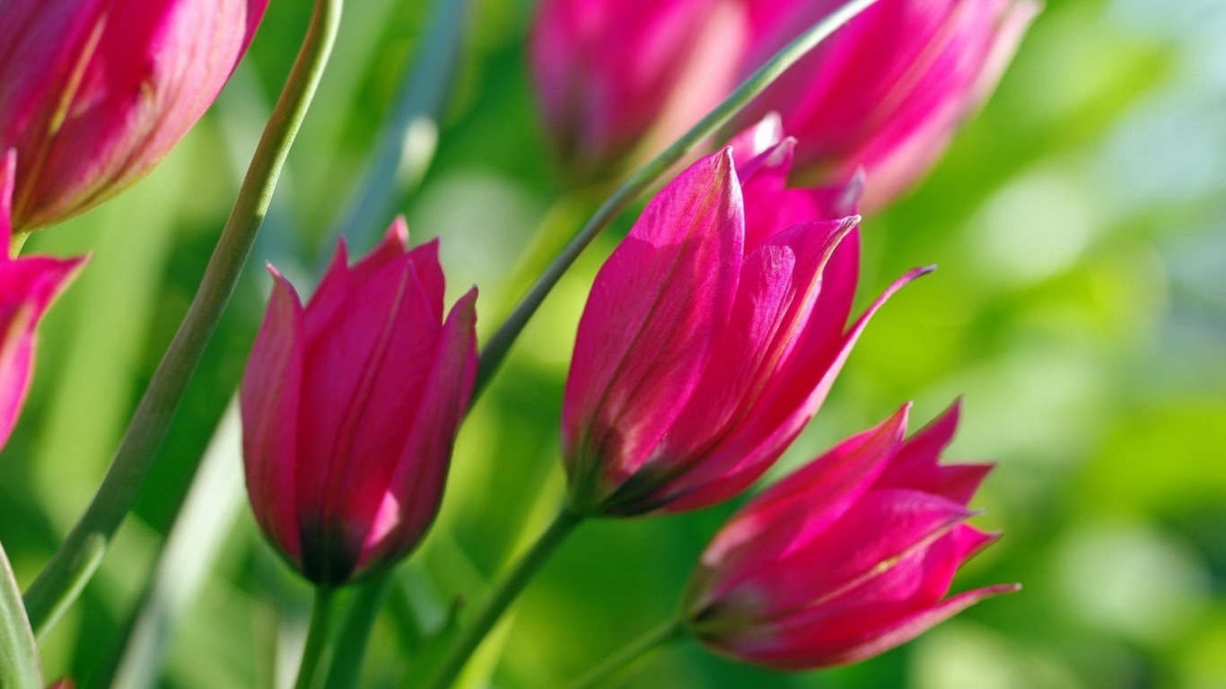 Обои Pink Tulips 1366x768