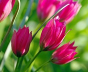 Fondo de pantalla Pink Tulips 176x144
