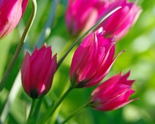 Das Pink Tulips Wallpaper 220x176