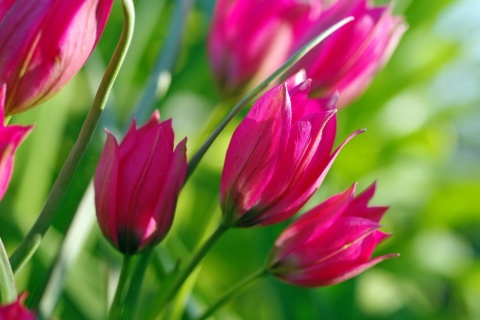 Das Pink Tulips Wallpaper 480x320