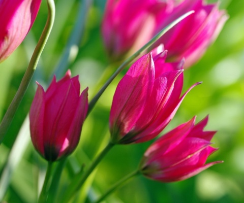 Das Pink Tulips Wallpaper 480x400