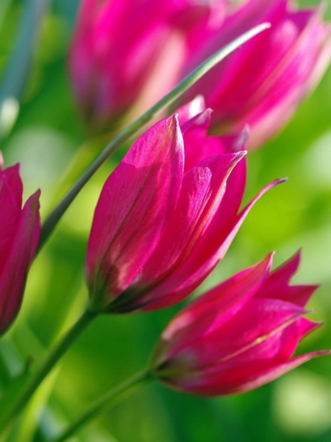Das Pink Tulips Wallpaper 480x640
