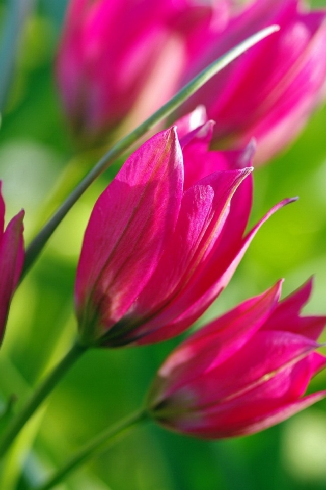 Обои Pink Tulips 640x960