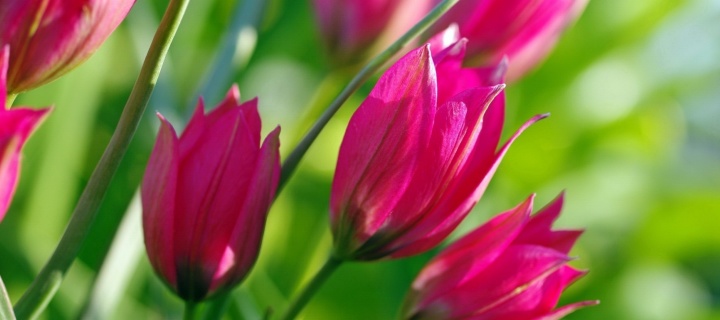 Pink Tulips wallpaper 720x320