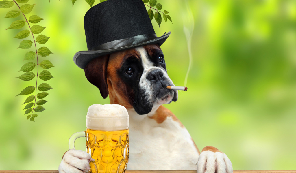 Dog drinking beer wallpaper 1024x600