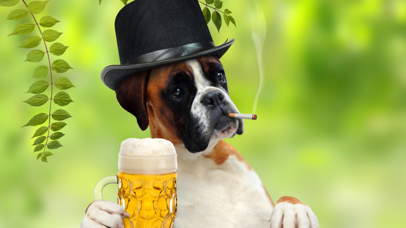 Обои Dog drinking beer 1366x768