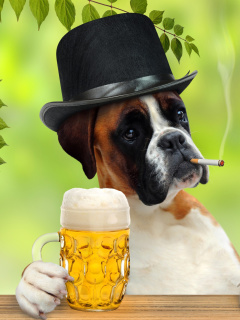 Dog drinking beer wallpaper 240x320