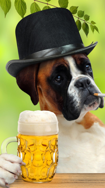 Dog drinking beer wallpaper 360x640