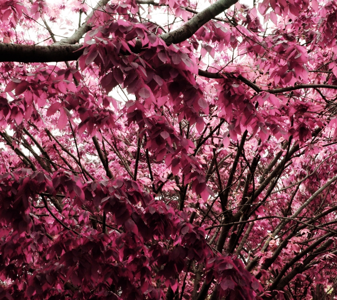 Pink Tree wallpaper 1080x960