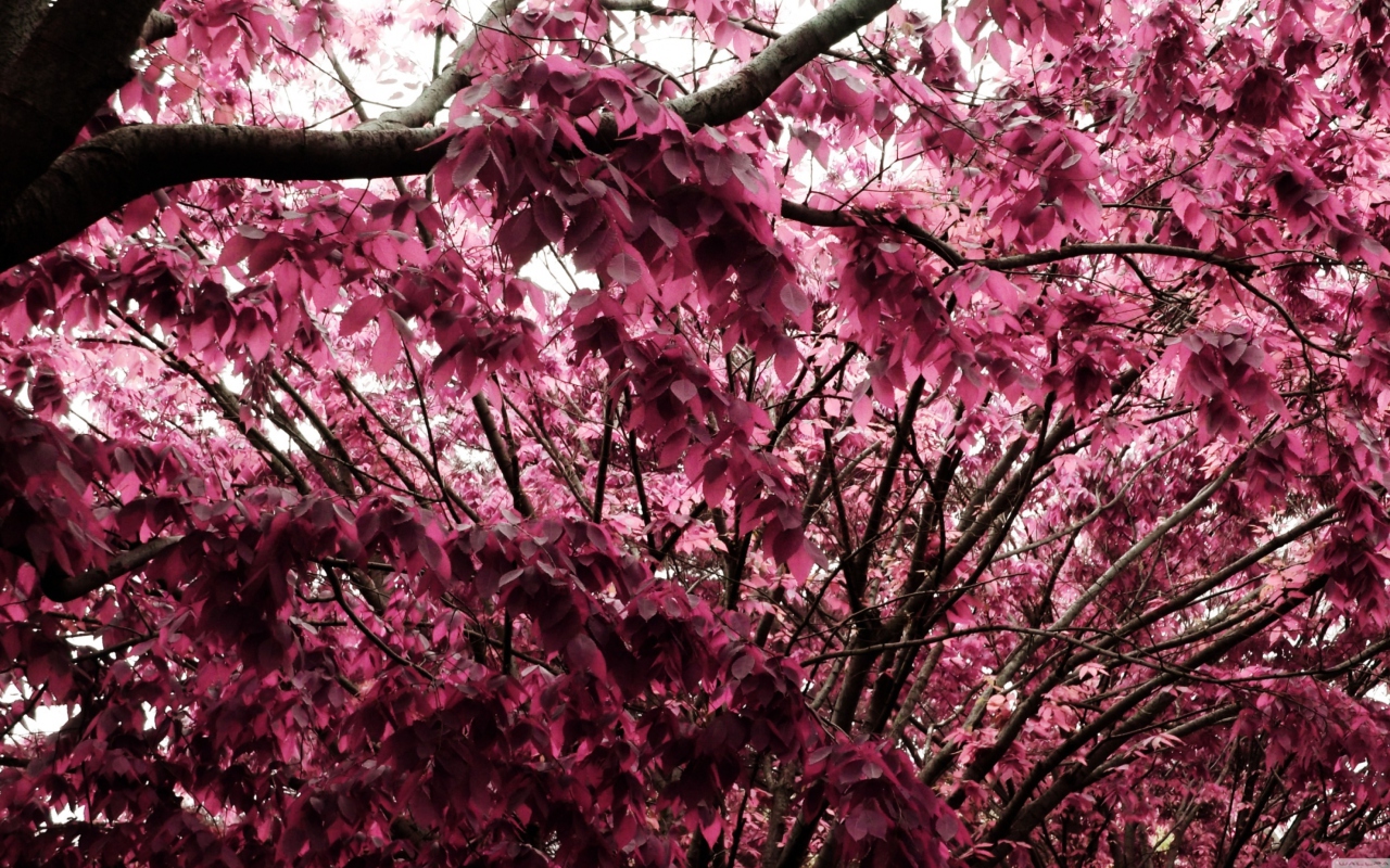 Sfondi Pink Tree 1280x800