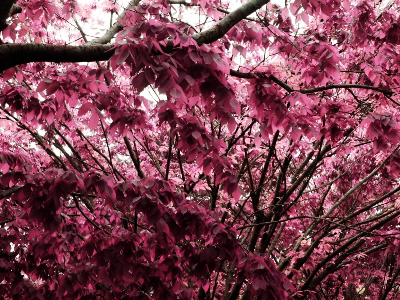 Pink Tree screenshot #1 1280x960