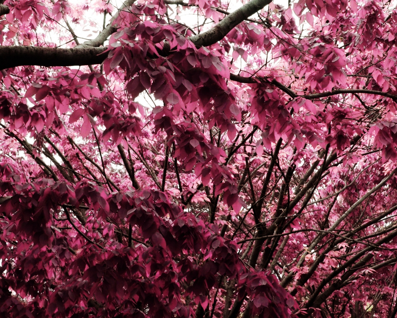 Sfondi Pink Tree 1600x1280