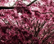 Pink Tree screenshot #1 176x144