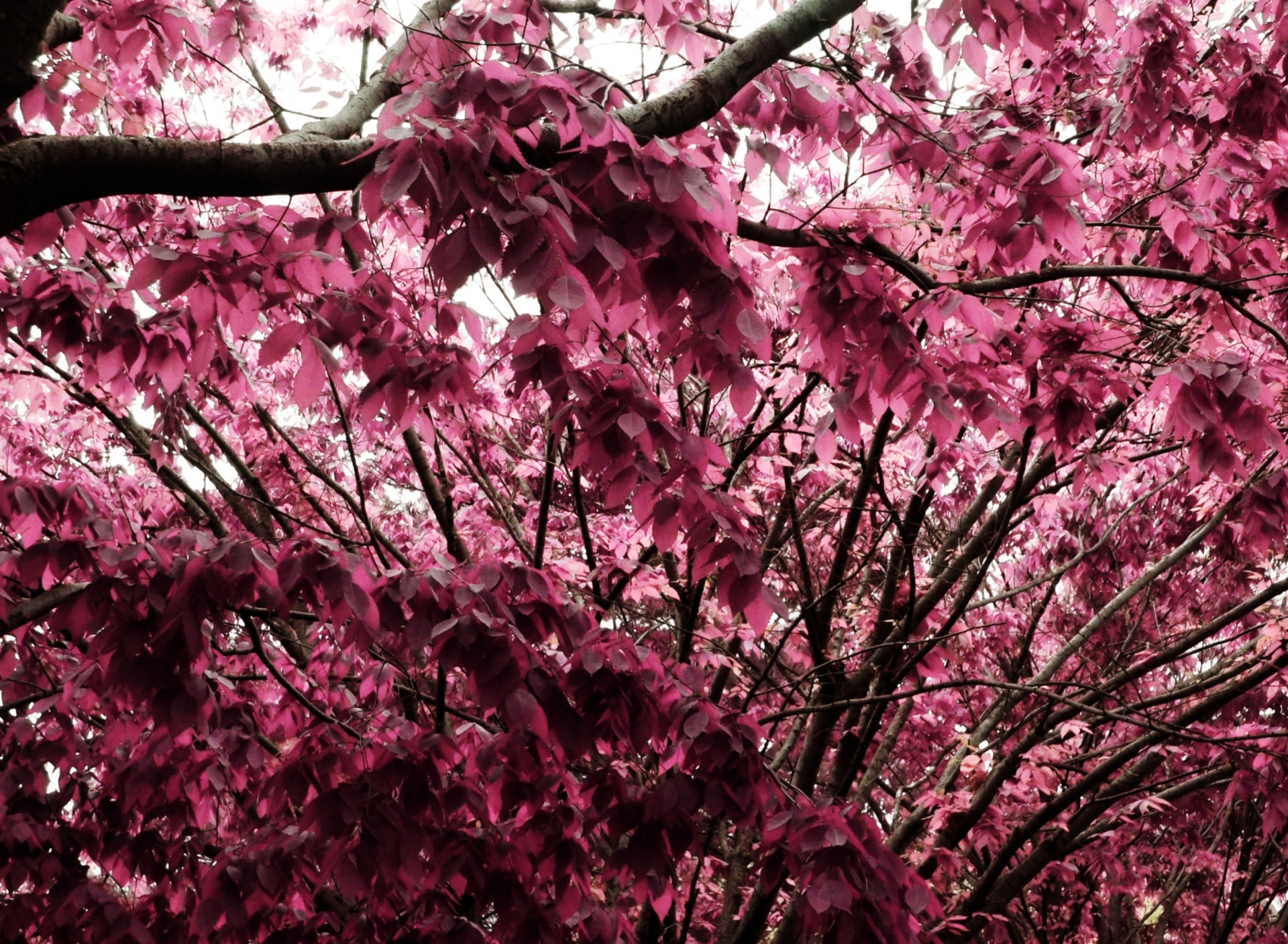 Sfondi Pink Tree 1920x1408
