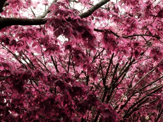 Pink Tree screenshot #1 320x240