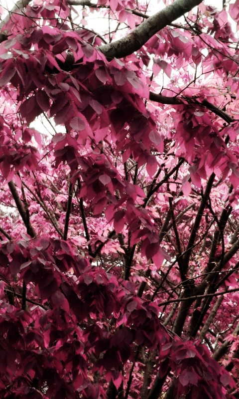 Pink Tree screenshot #1 480x800