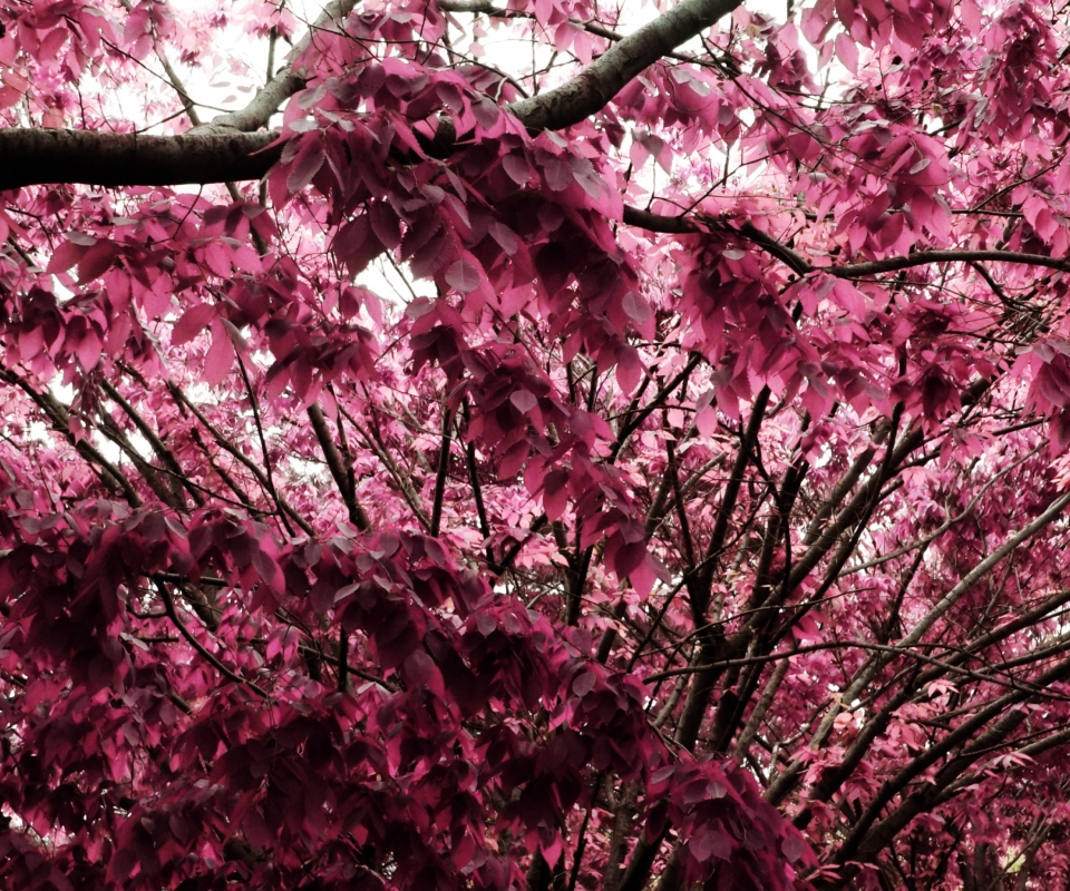 Pink Tree screenshot #1 960x800