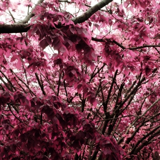 Pink Tree Picture for iPad 3