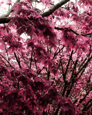 Pink Tree sfondi gratuiti per iPhone 6 Plus