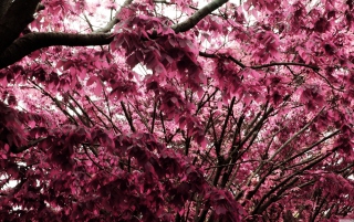 Pink Tree Picture for Android, iPhone and iPad