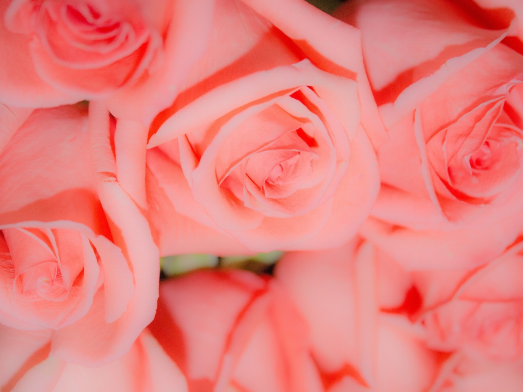 Fondo de pantalla Pink Roses 1024x768