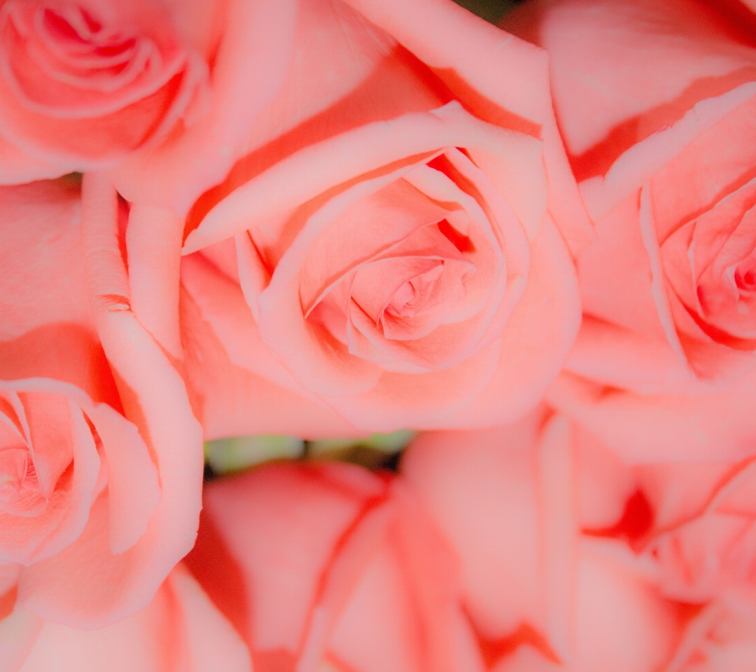 Das Pink Roses Wallpaper 1080x960