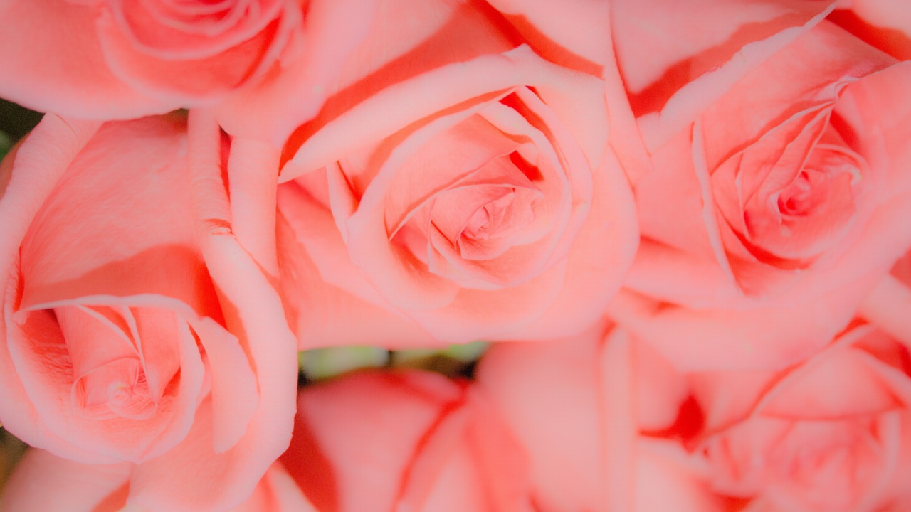 Pink Roses wallpaper 1280x720