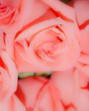 Fondo de pantalla Pink Roses 128x160