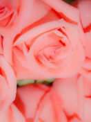 Sfondi Pink Roses 132x176