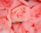 Pink Roses screenshot #1 176x144